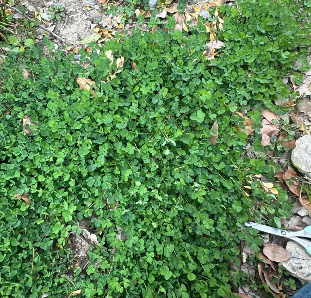 上海最狠的相亲方式:一起挖野菜