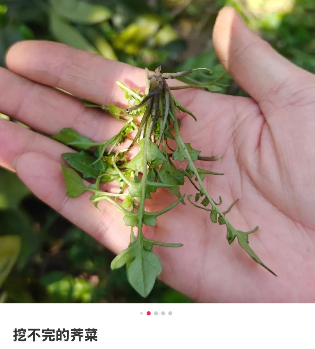 上海最狠的相亲方式:一起挖野菜