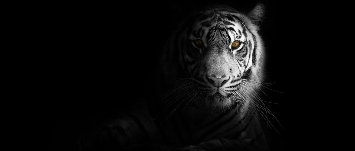 亚马逊最近的“大屠杀”！