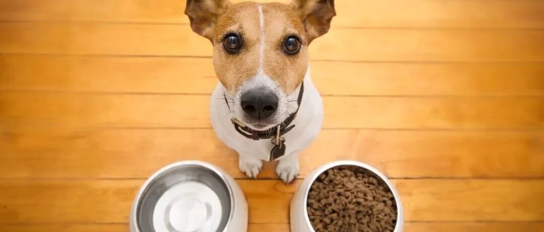 50天狂揽230万+，宠物慢食碗在TikTok卖断货